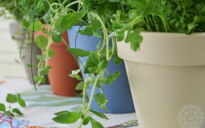 Nauti elämästä yrttitarhassa