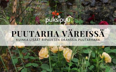 Kuinka lisätä ripaus oranssia puutarhaan