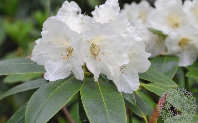 Mustila Arboretum – puutarharetkikohde