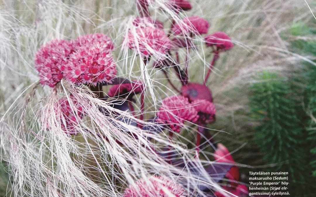 Hunting Brook Garden - puutarhat Irlanti, Maksaruoho Sedum `Purple Emperor` ja höyhenheinä Stipa elegantissima