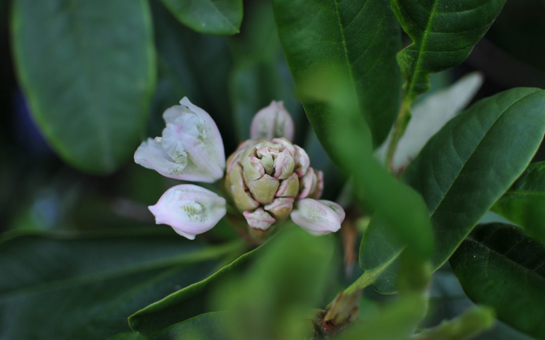 Japaninalppiruusu – alppiruusun kukinta yllätti!